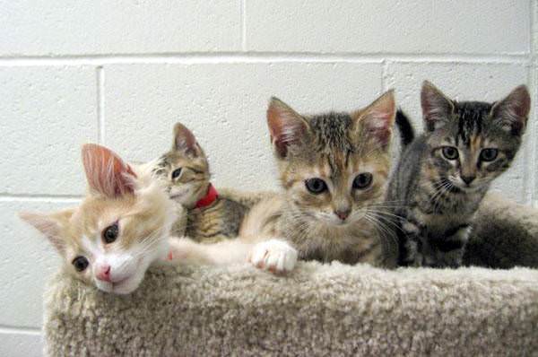 4 Little Kittens