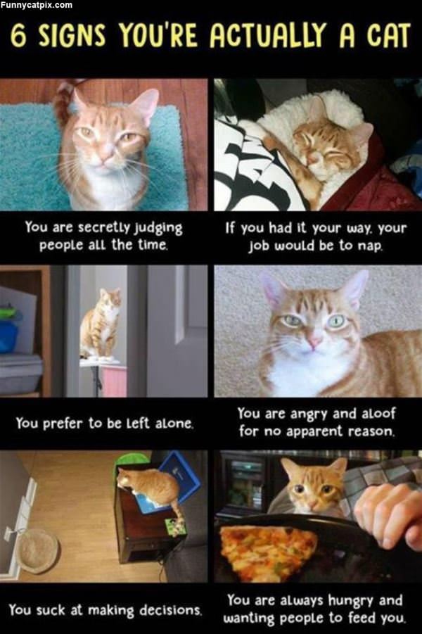 6 Signs You Are A Cat