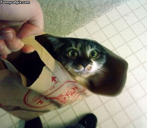 A Bag Of Cat