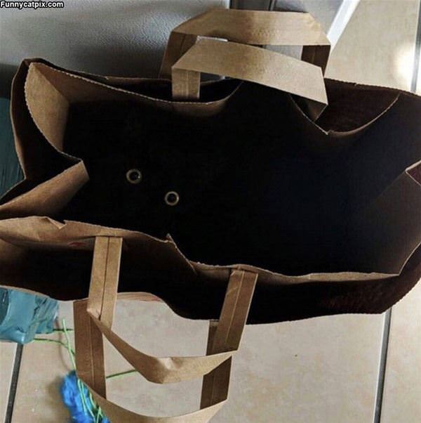 A Bag Of Cat