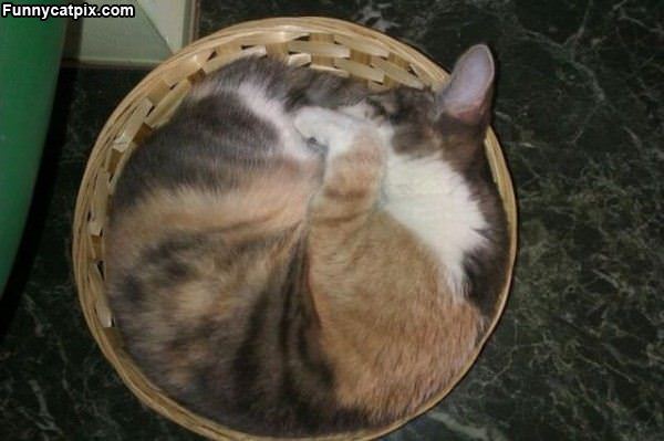 A Basket Of Cat