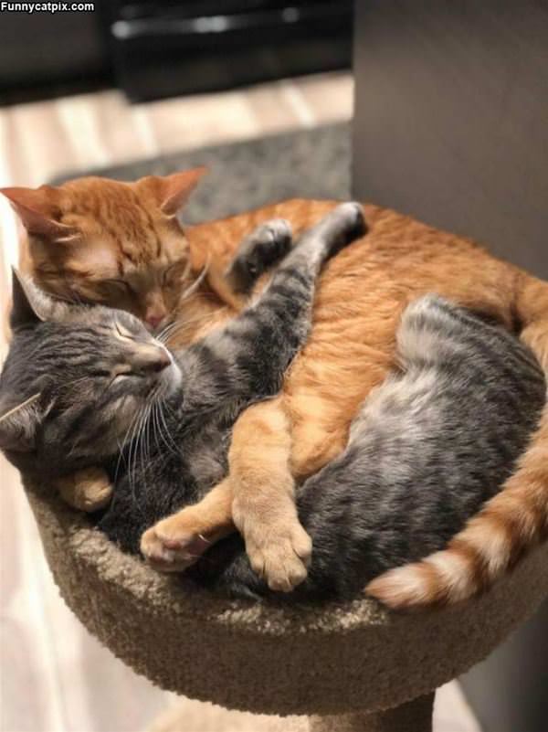 A Basket Of Cuteness