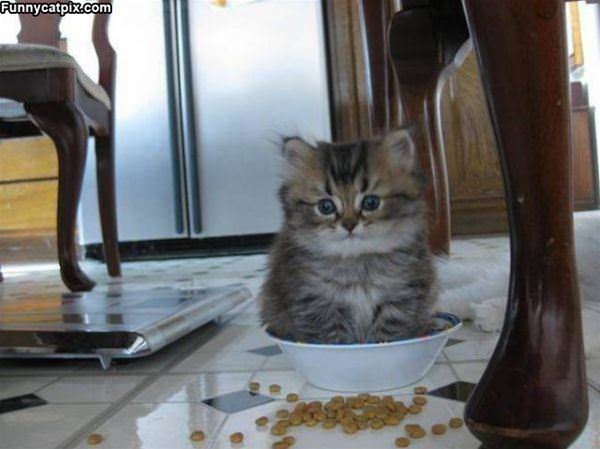 A Bowl Full Of Kitty