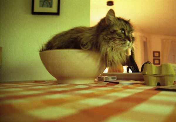 A Bowl Of Cat