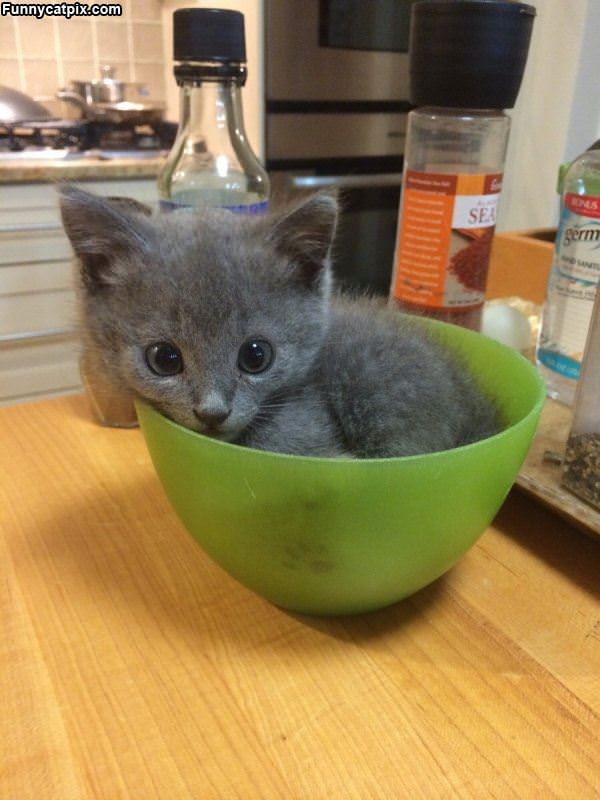 A Bowl Of Kitten