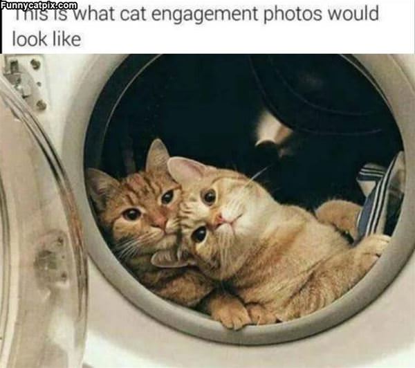 A Cat Engagement Photo