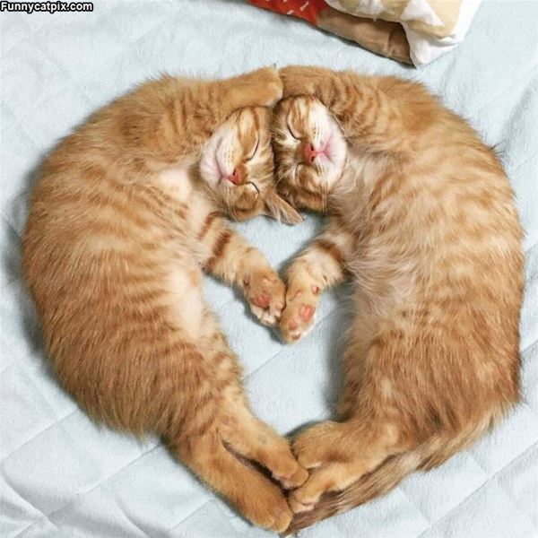 A Cat Heart