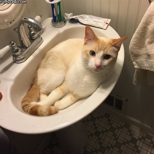 A Cat In A Sink
