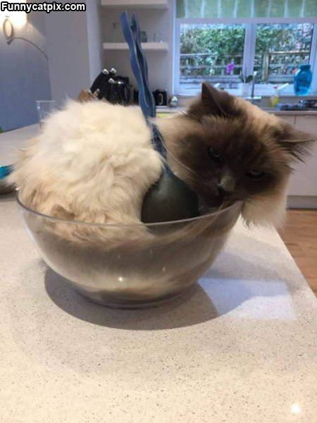 A Cat Salad