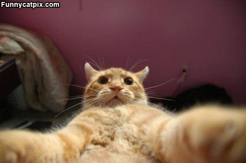 A Cat Selfie