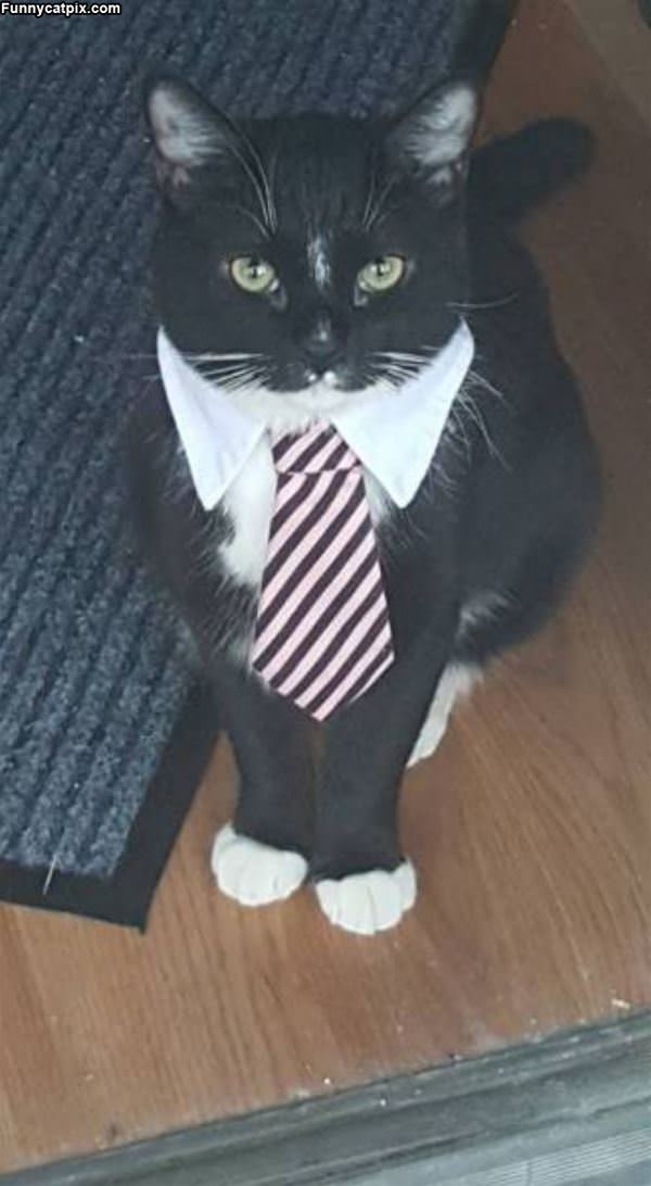 A Fancy Cat