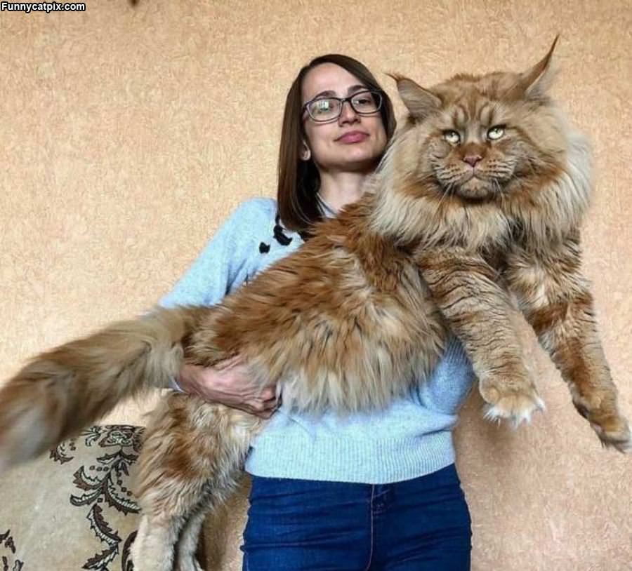 A Fluffff Of Cat