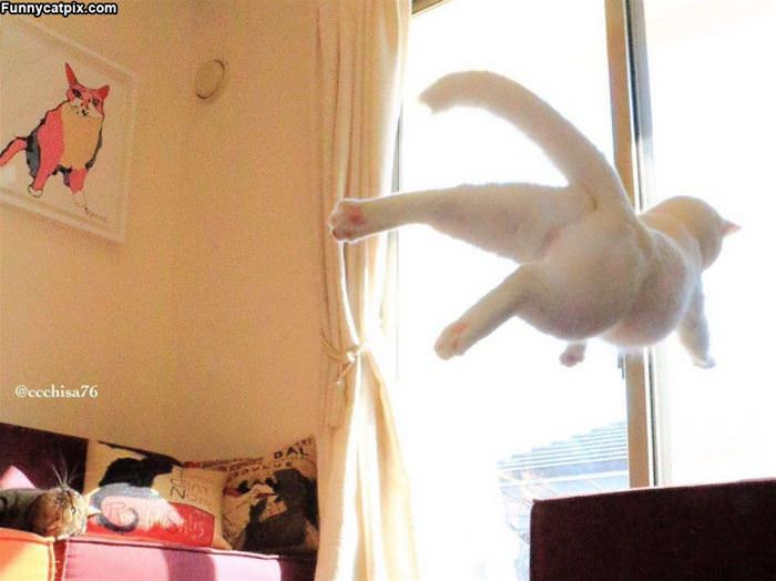 A Flying Cat