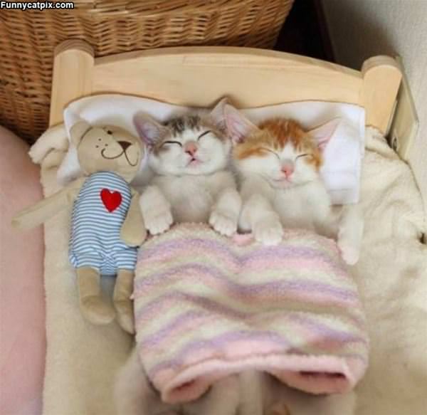 A Kitty Sleep Over