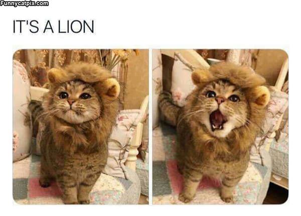 A Lion