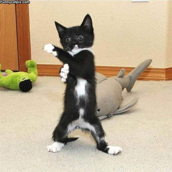 A Little Ninja Kitty