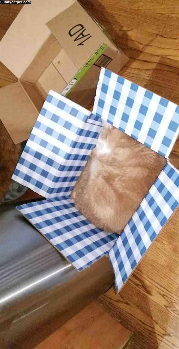 A Melted Square Cat
