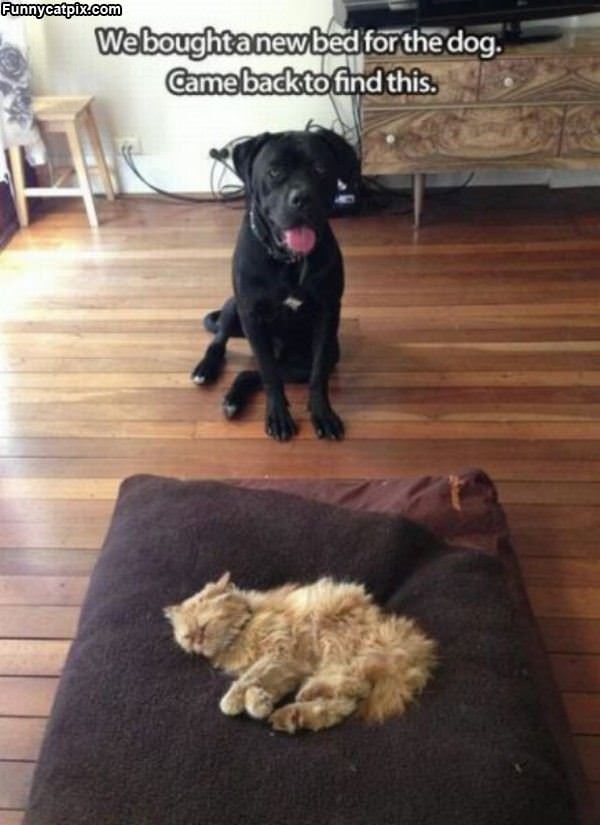 A New Dog Bed