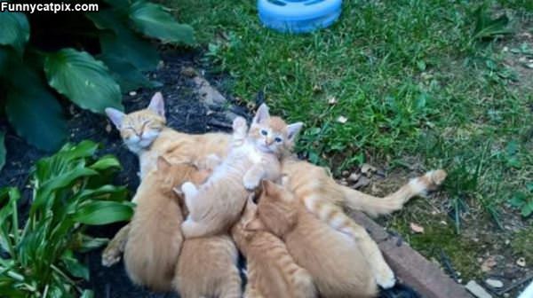 A Pile Of Kittys