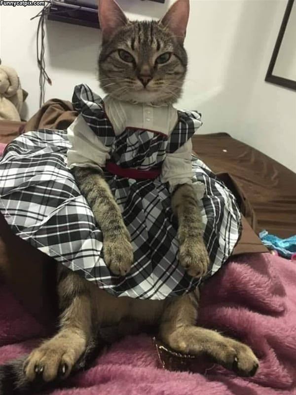A Pretty Dress
