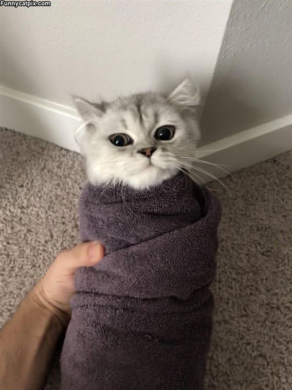 A Purrrito