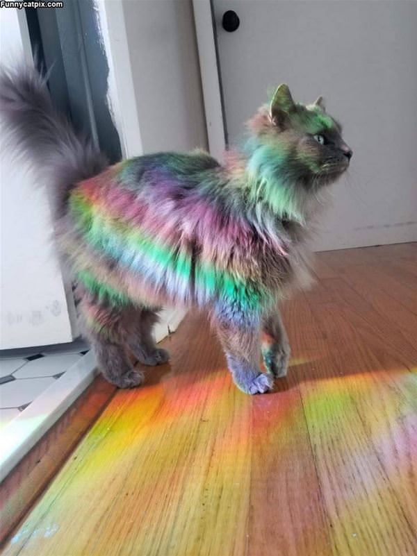 A Rainbow Cat