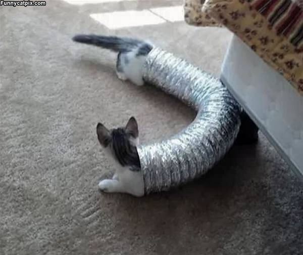 A Really Long Cat