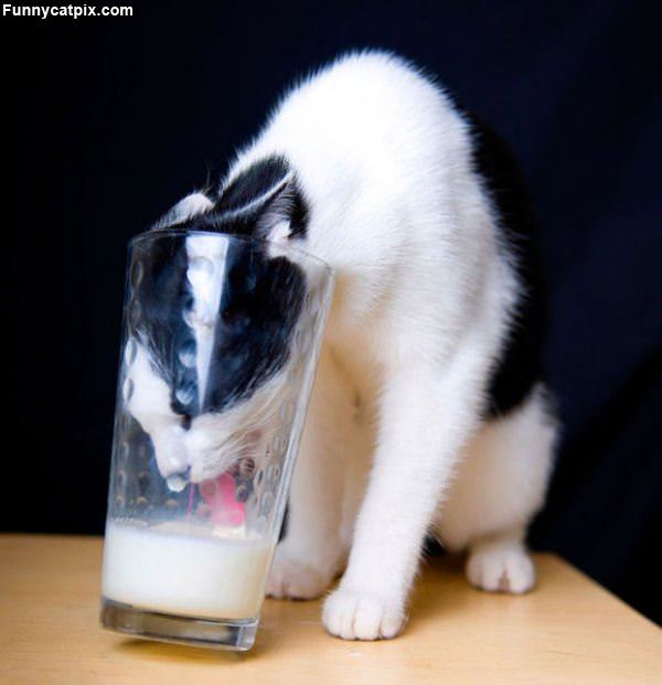 A Sip Of Milk