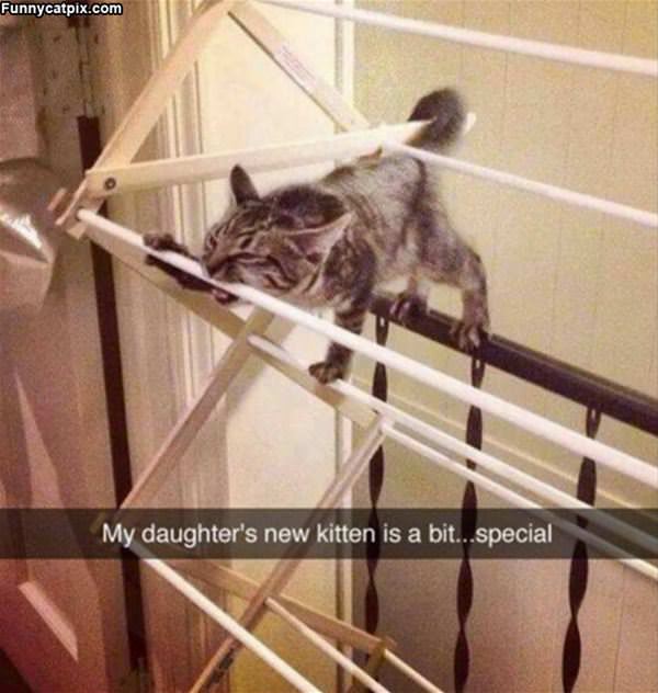 A Special Kitten