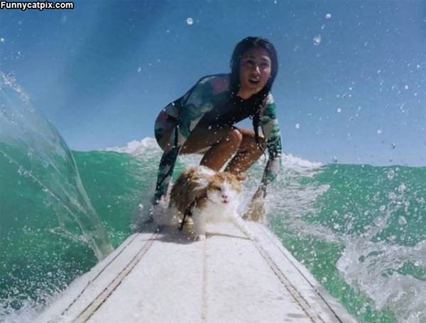 A Surfing Cat