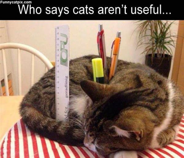 A Very Useful Cat