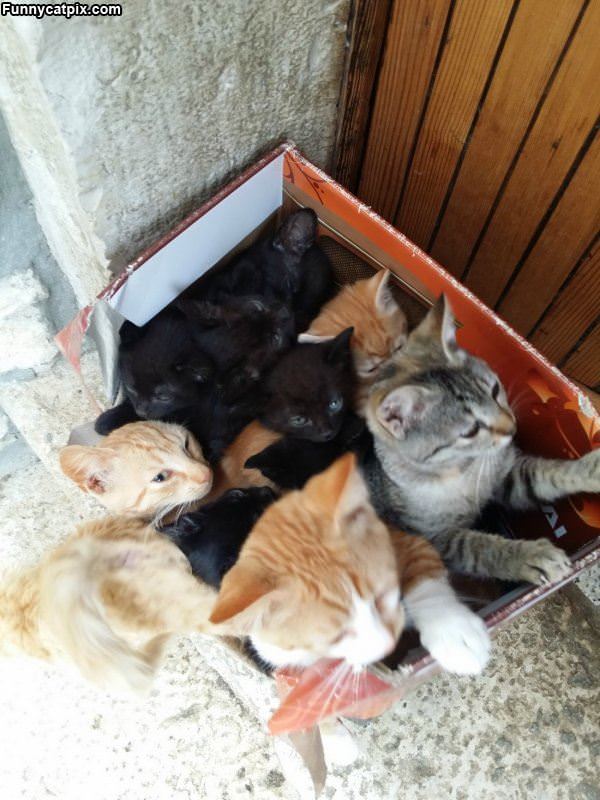 A Whole Box Of Cats