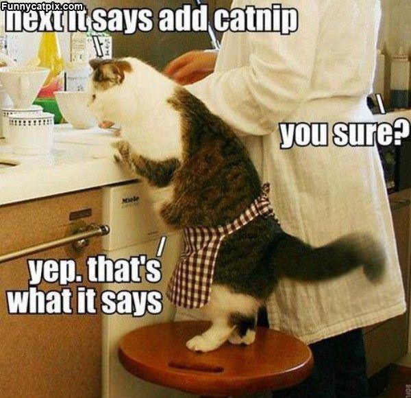 Add Cat Nip