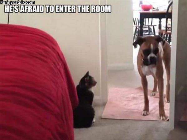 Afraid To Enter A Room