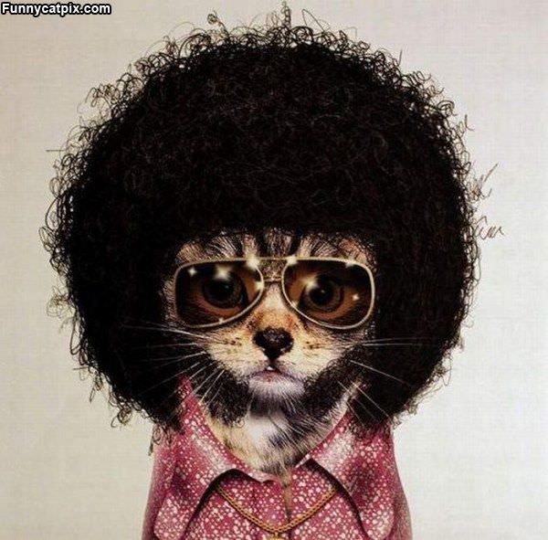 Afro Cat