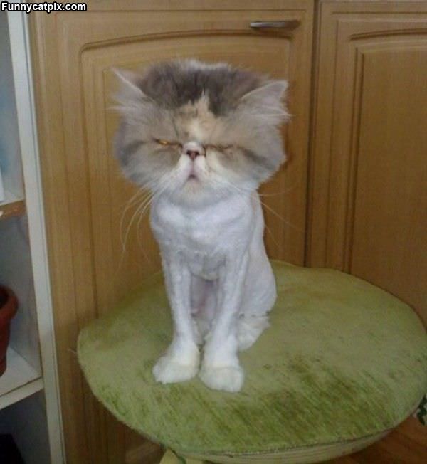 All Shaved Cat