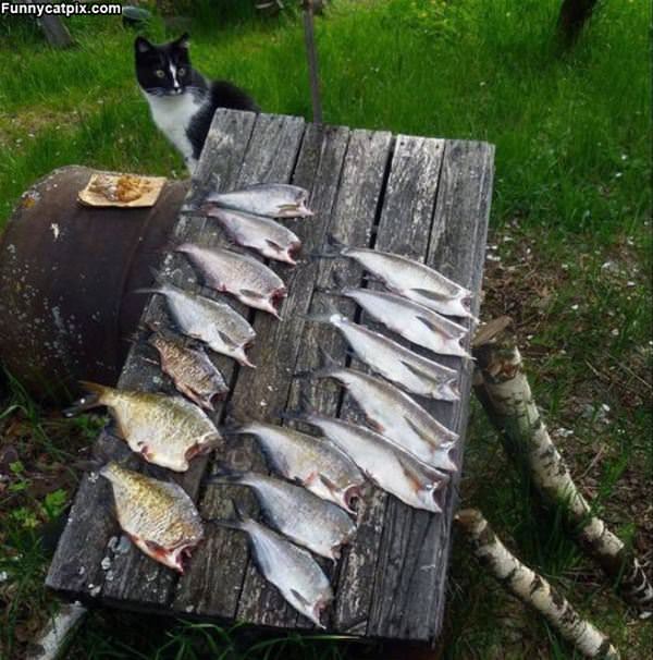 All Those Fish