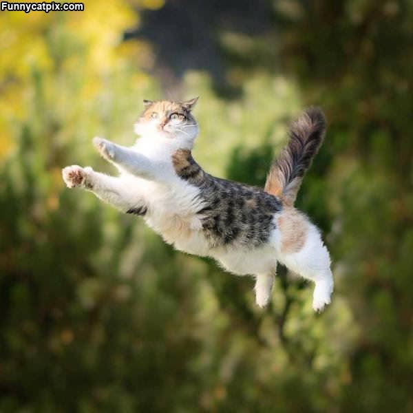 Amazing Majestic Kitty Jump