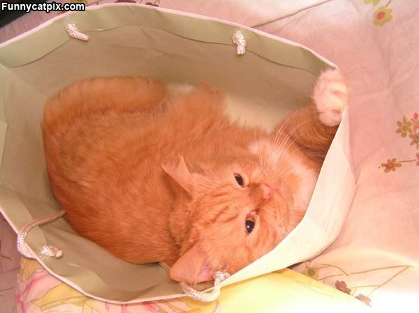 Asleep In A Bag