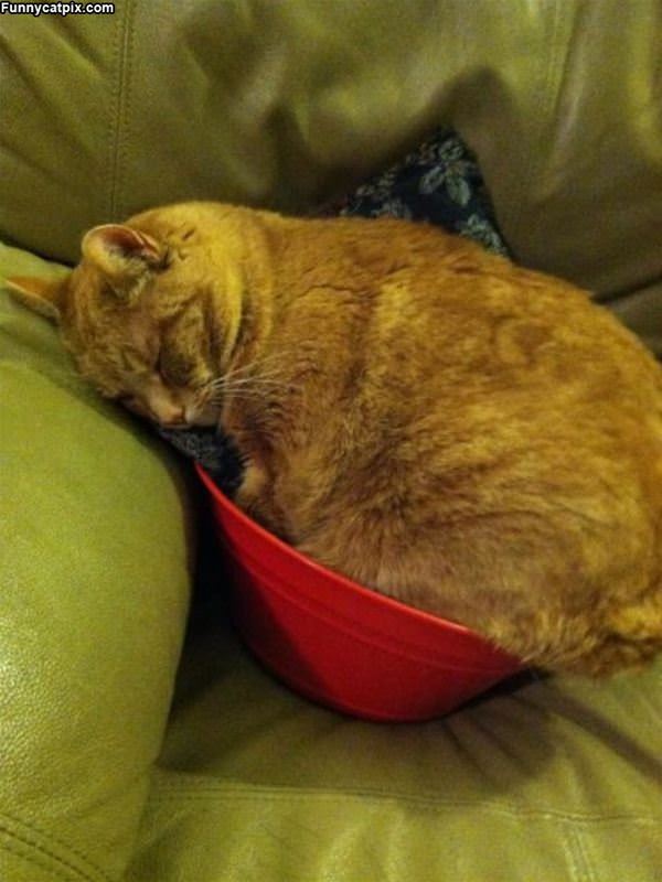 Asleep In A Bowl