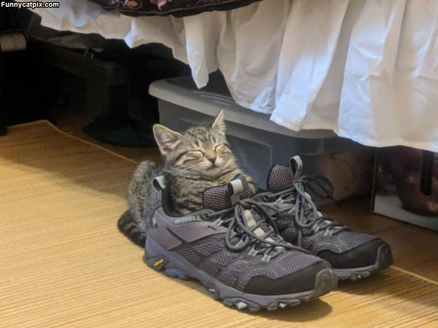 Asleep In A Sneaker