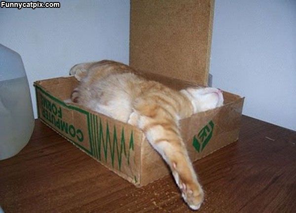 Asleep In My Box
