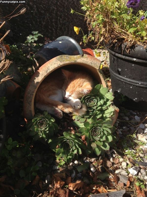 Asleep In My Pot