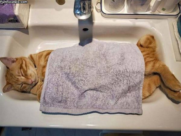 Asleep In My Sink