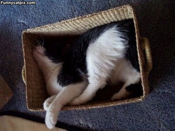 Asleep In The Box