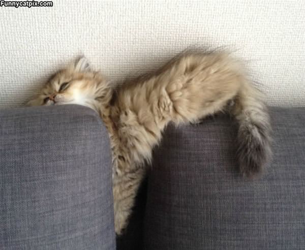 Asleep In The Couch