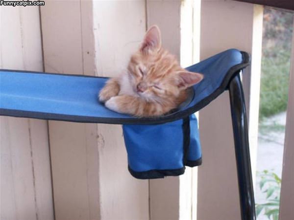 Asleep In The Cup Holder