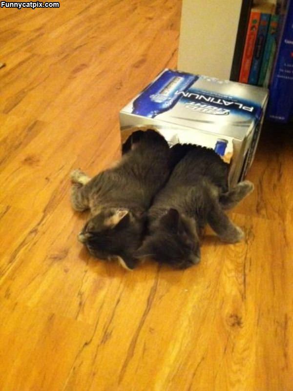 Asleep In The Same Box