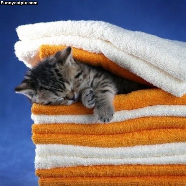 Asleep In The Towels