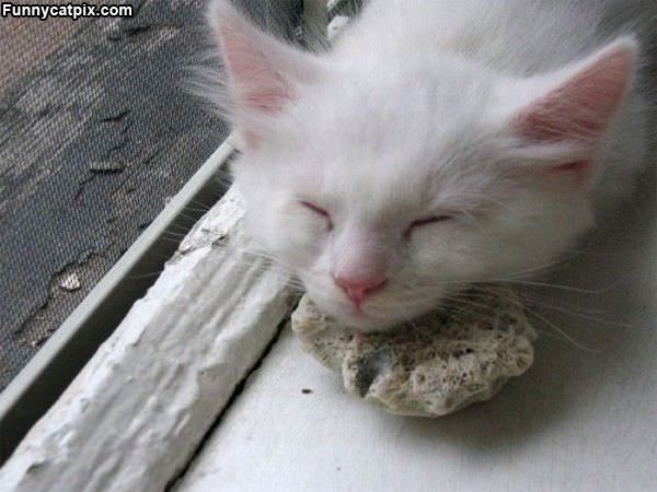 Asleep On A Rock